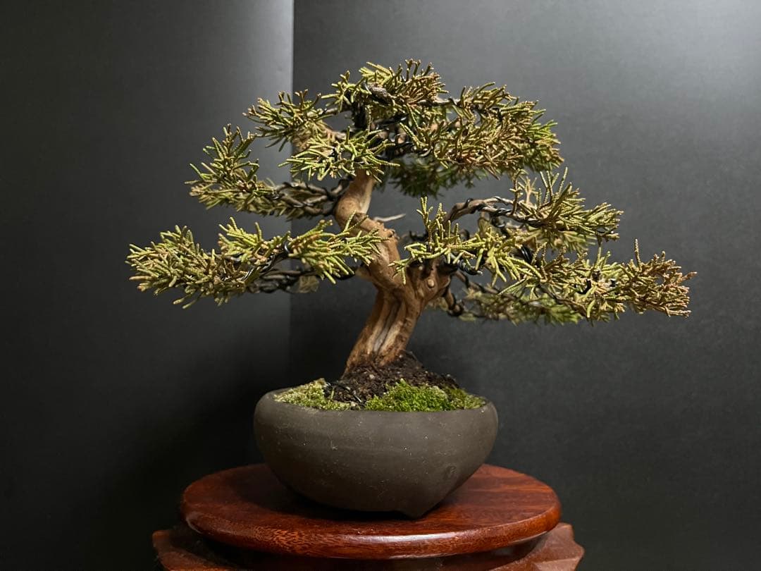 真柏盆栽　糸魚川真柏　古木　太幹　捻転シャリ幹　小品盆栽　樹高17cm