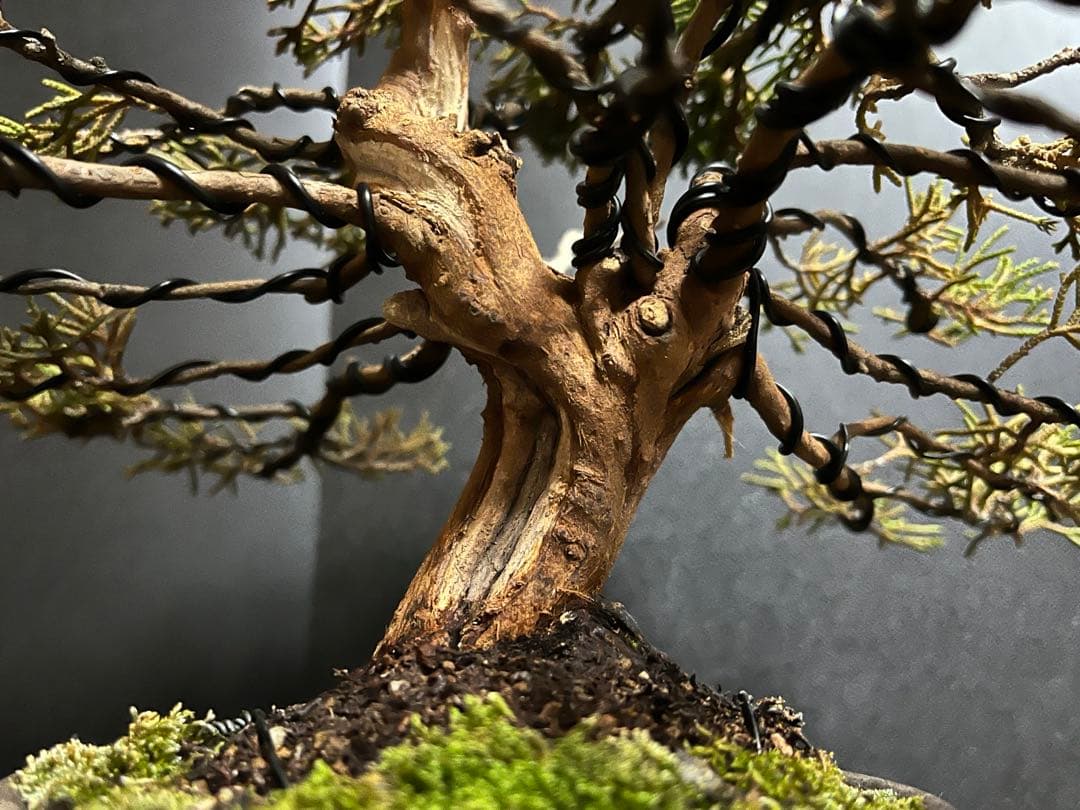 真柏盆栽　糸魚川真柏　古木　太幹　捻転シャリ幹　小品盆栽　樹高17cm