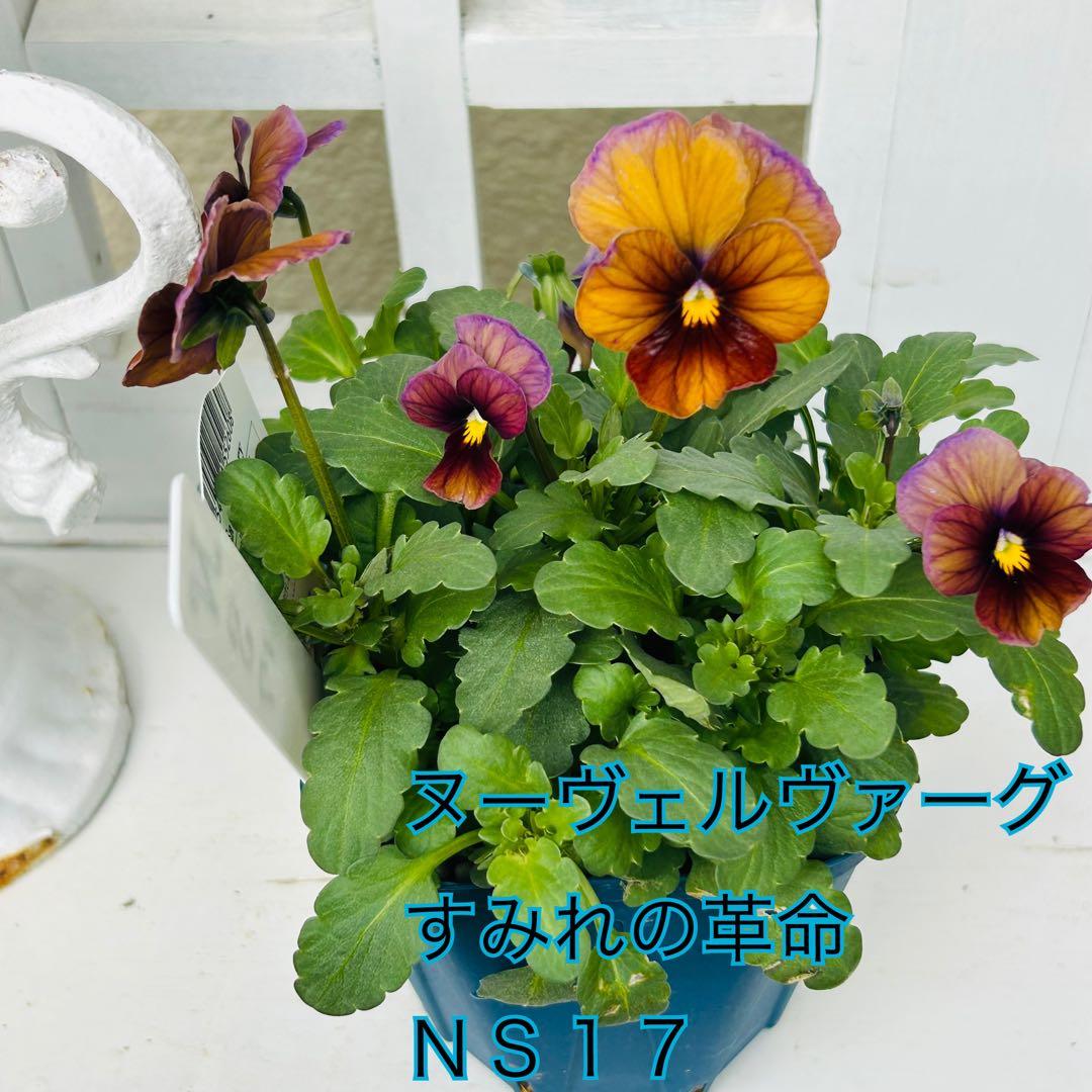 NS17♥ サトウ園芸ヌーヴェルヴァーグ すみれの革命♥超希少♥花苗