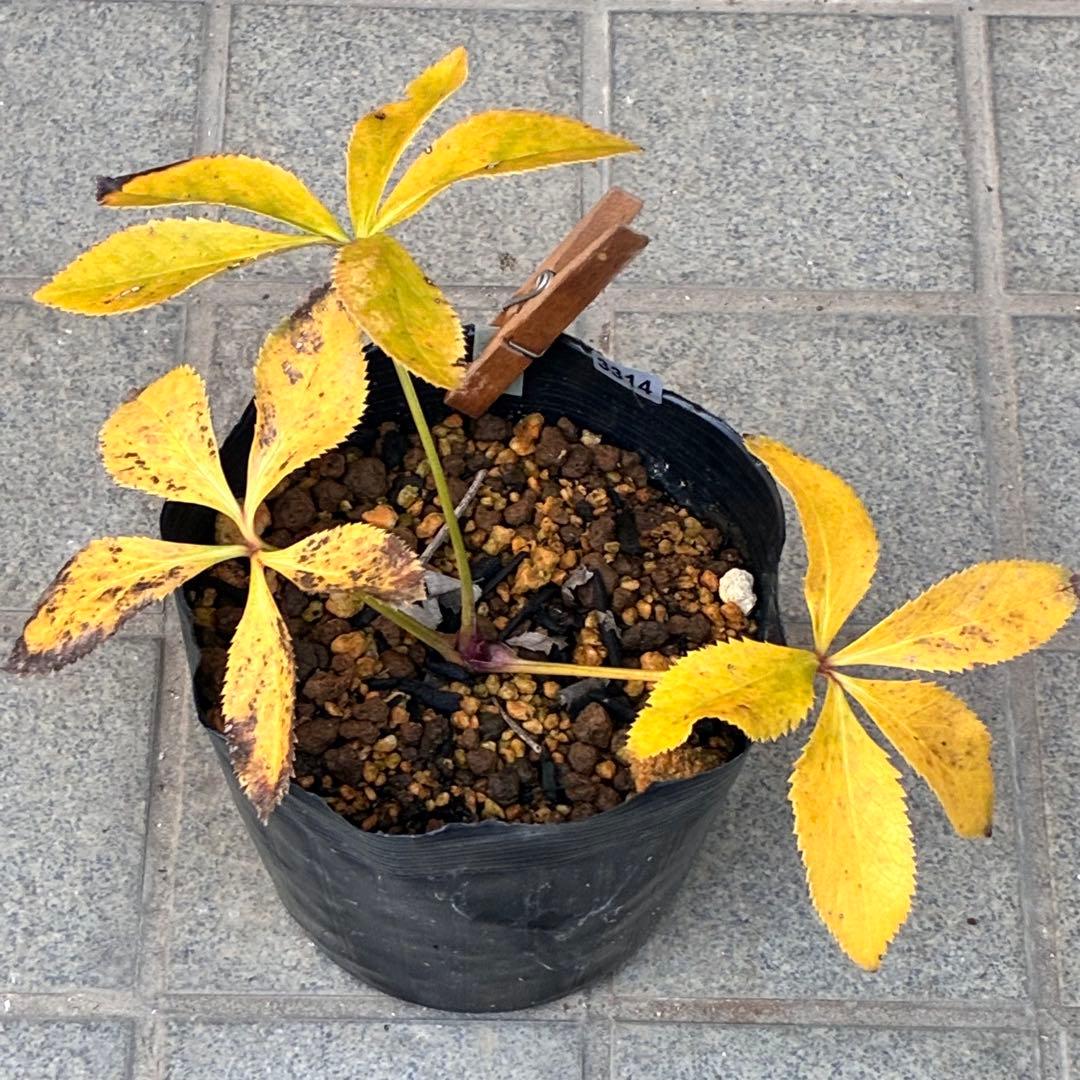 ˙*⋆様 3314⭐️超小輪⭐️フジタ⭐️オーレア⭐️ピコティーフラッシュ⭐️多