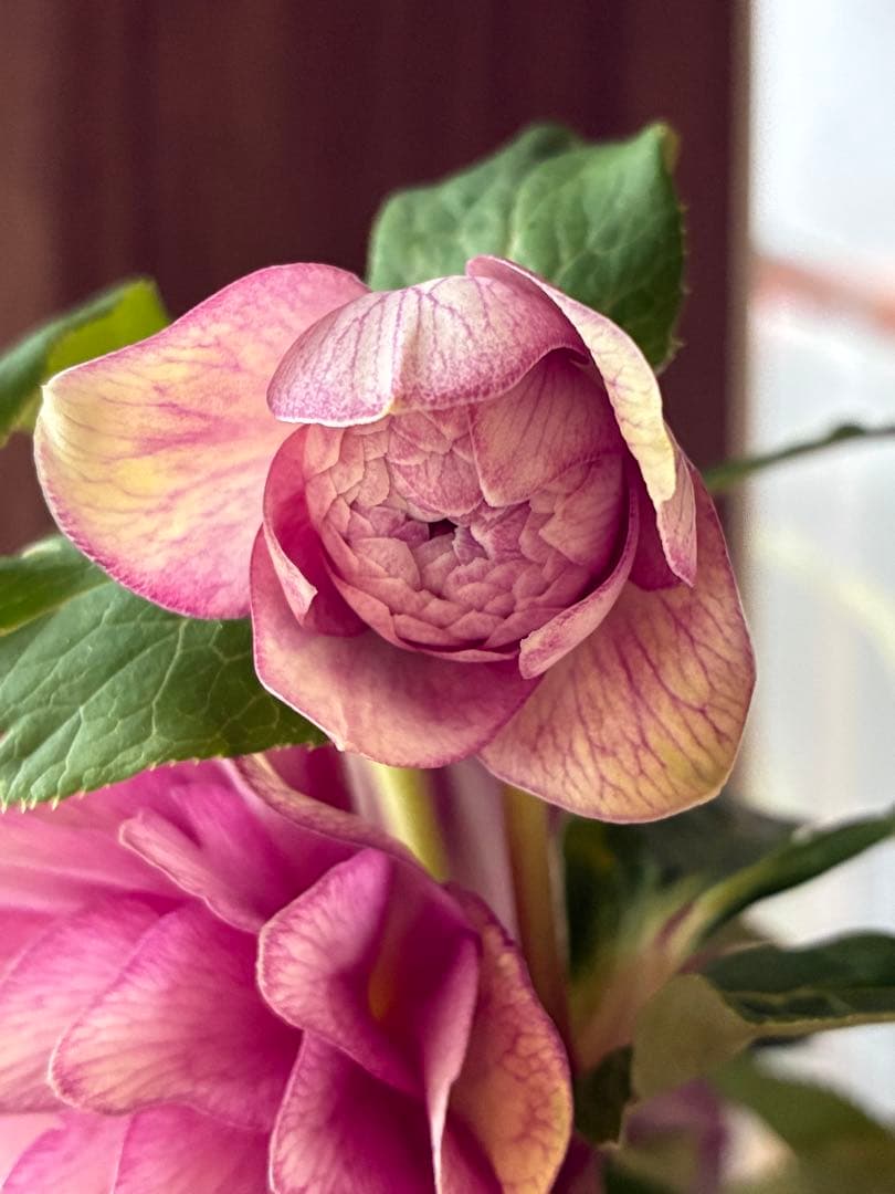 ♡加藤農園♡豪華ボリュームDDピンクゴールド白抜け横向き