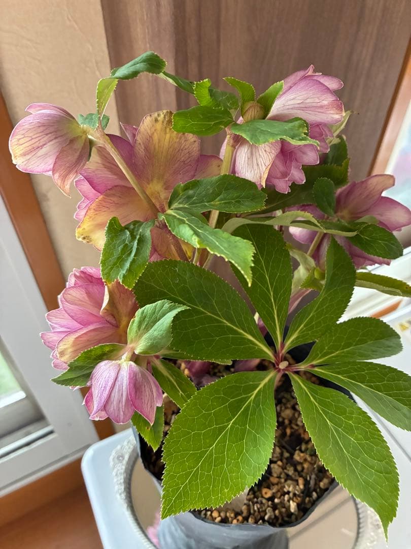 ♡加藤農園♡豪華ボリュームDDピンクゴールド白抜け横向き