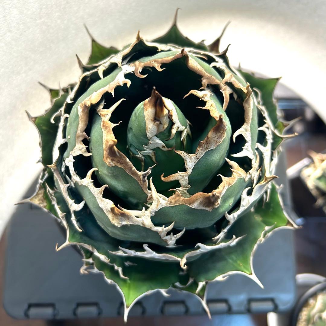 【美株】アガベ　チタノタ　ボール株　発根済み株株
