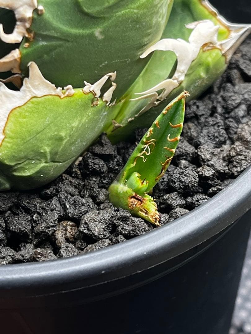 アガベトランカータ大株40㎝美株パリ―ネオメキシカーナ吉祥天