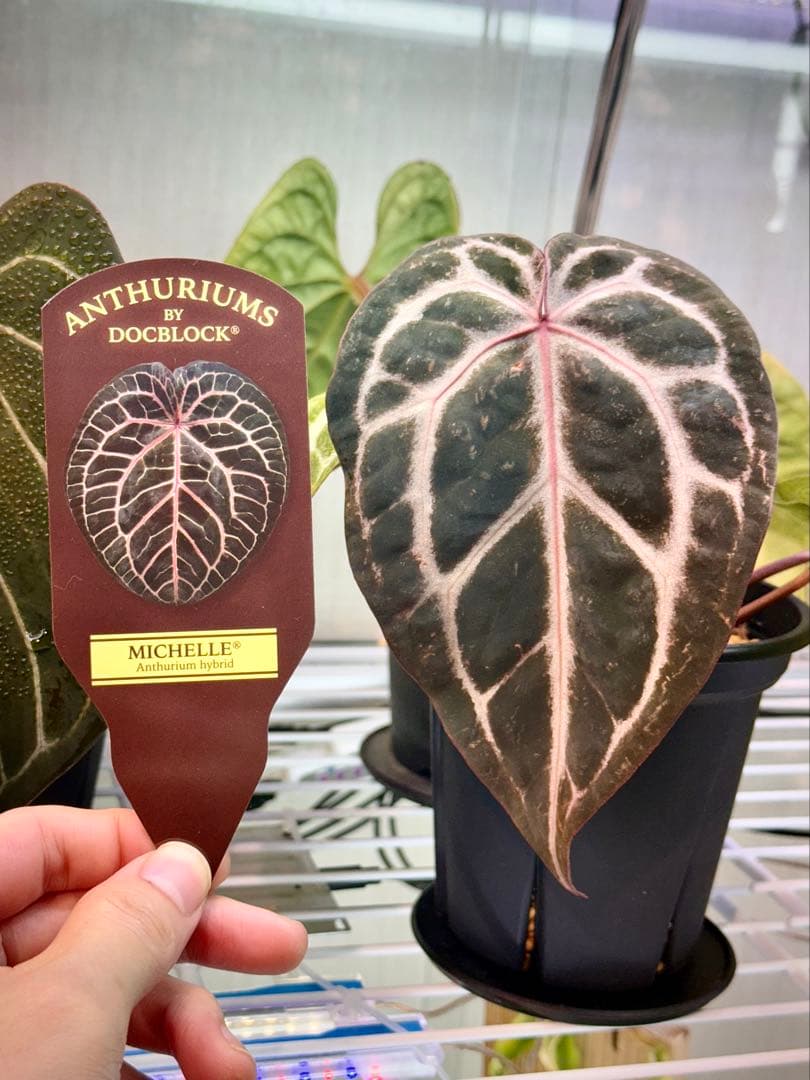 アンスリウム ミシェル ドックブロック - メルカリ