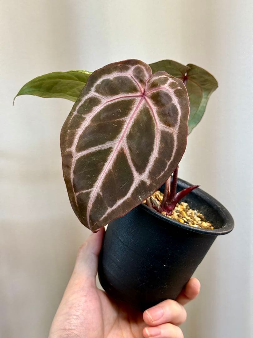 アンスリウム ミシェル ドックブロック - メルカリ