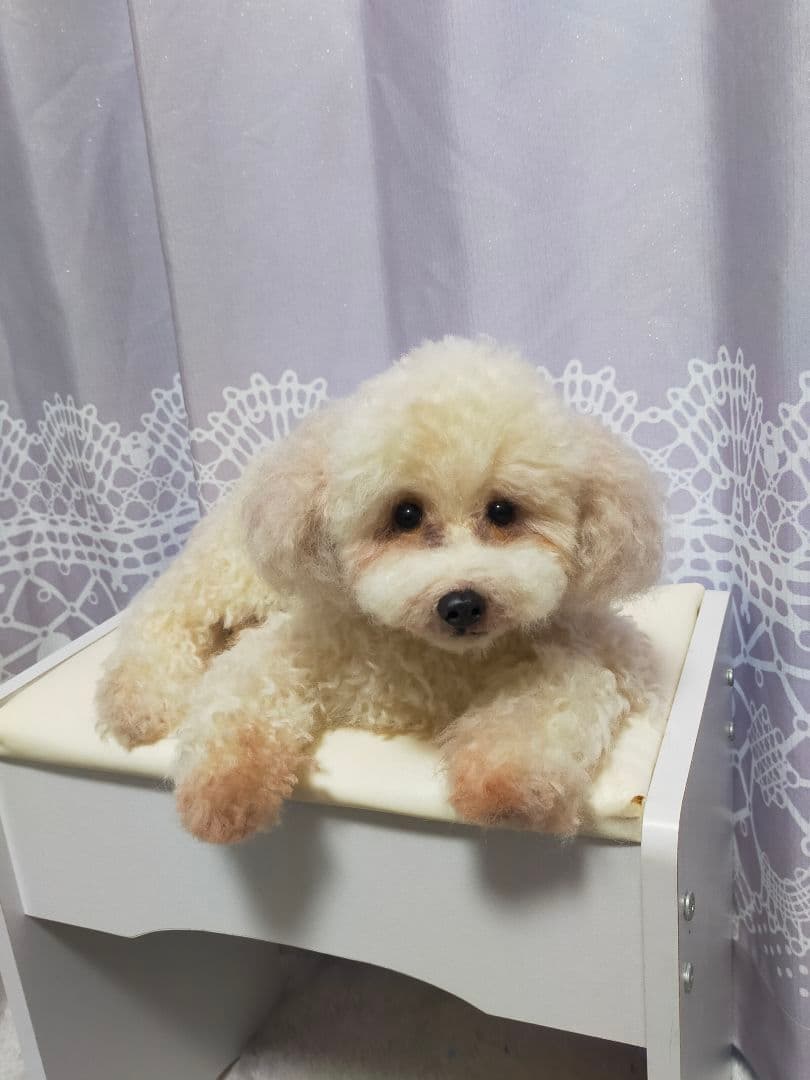 さつまイモ。羊毛フェルトオーダー。送料込み。