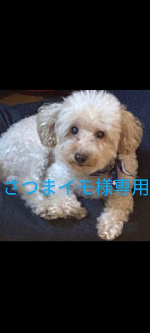 さつまイモ。羊毛フェルトオーダー。送料込み。