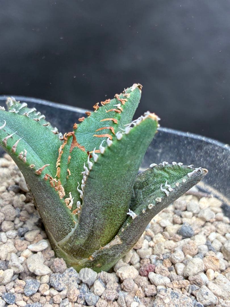 アガベ チタノタ「麻花龍」子株 極上強棘 特選美株 ブツブツ コレクシ