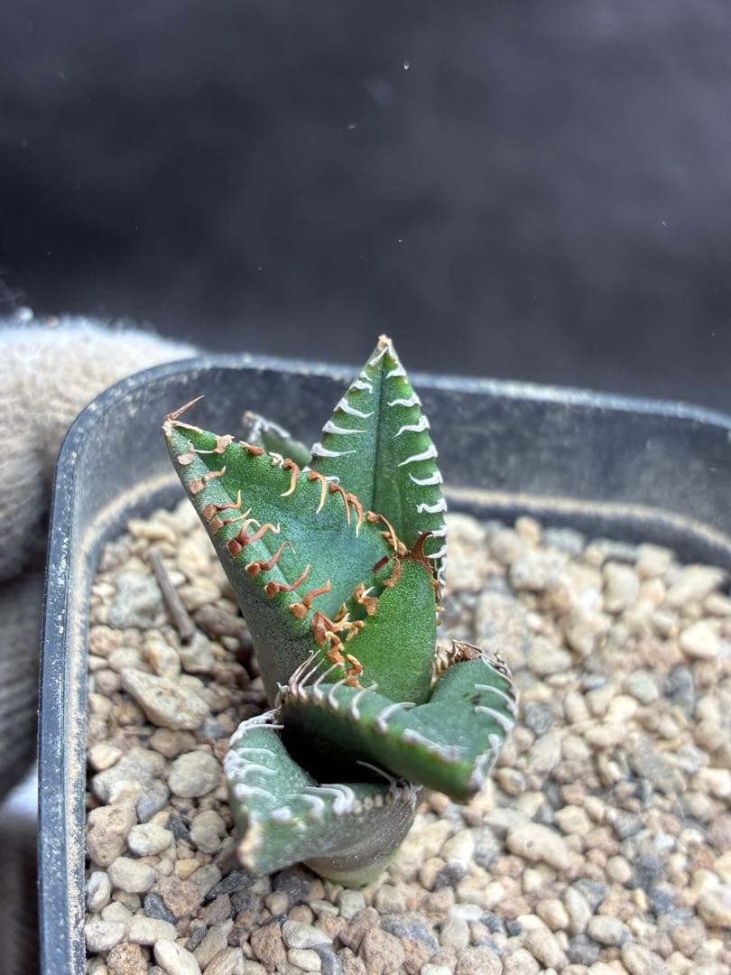 アガベ チタノタ「麻花龍」子株 極上強棘 特選美株 ブツブツ コレクシ