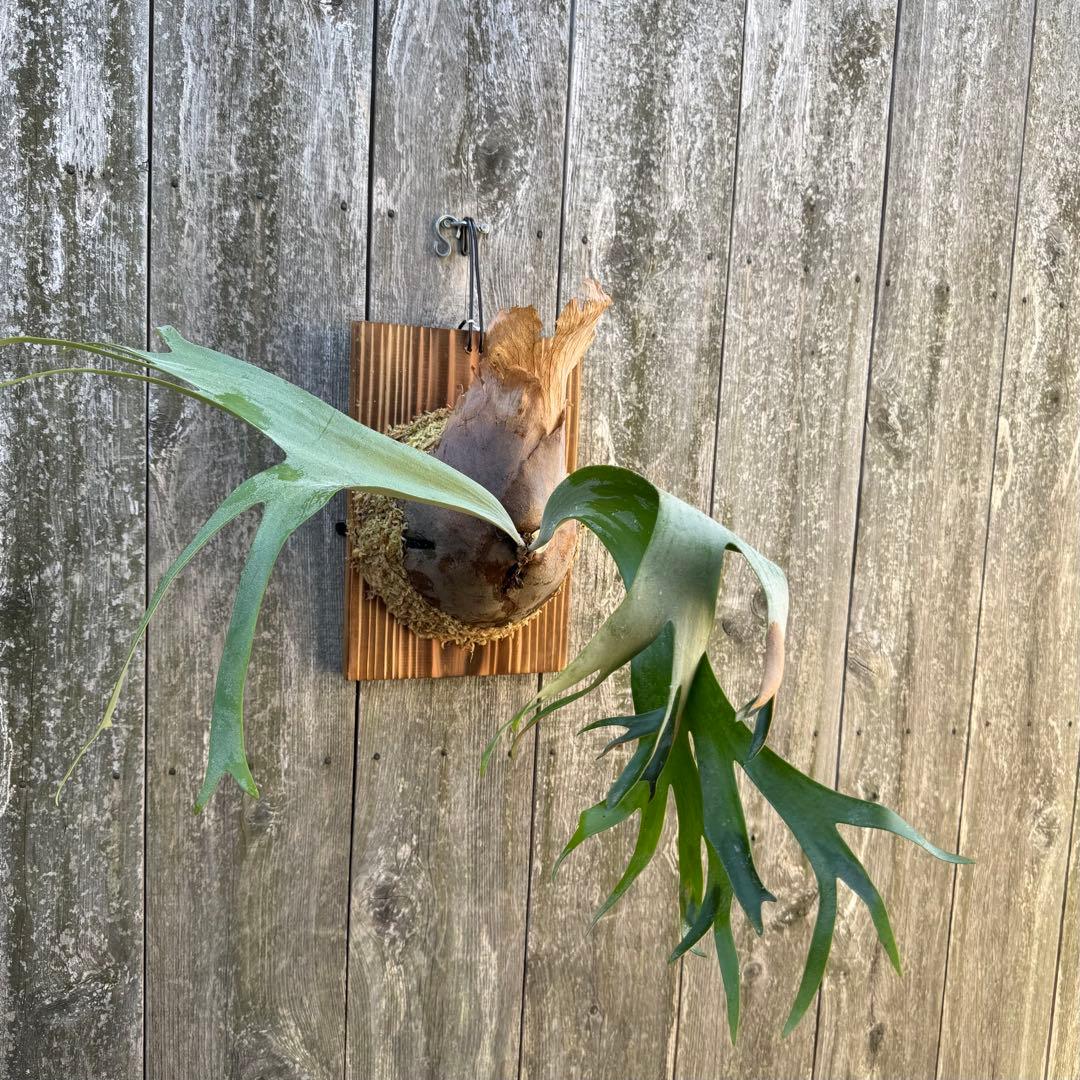 P.willinckii makigumo （巻雲）ビカクシダ