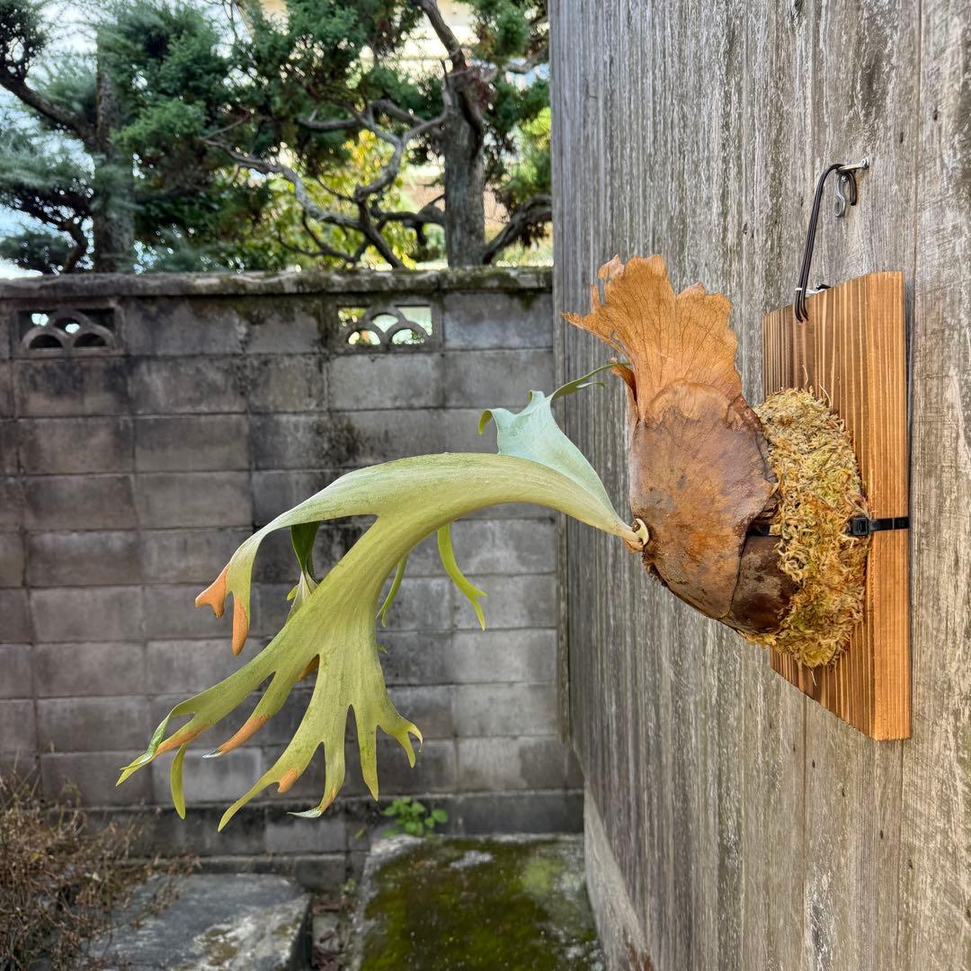 P.willinckii makigumo （巻雲）ビカクシダ