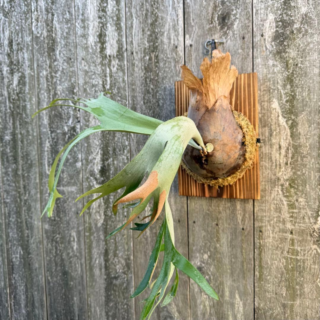 P.willinckii makigumo （巻雲）ビカクシダ