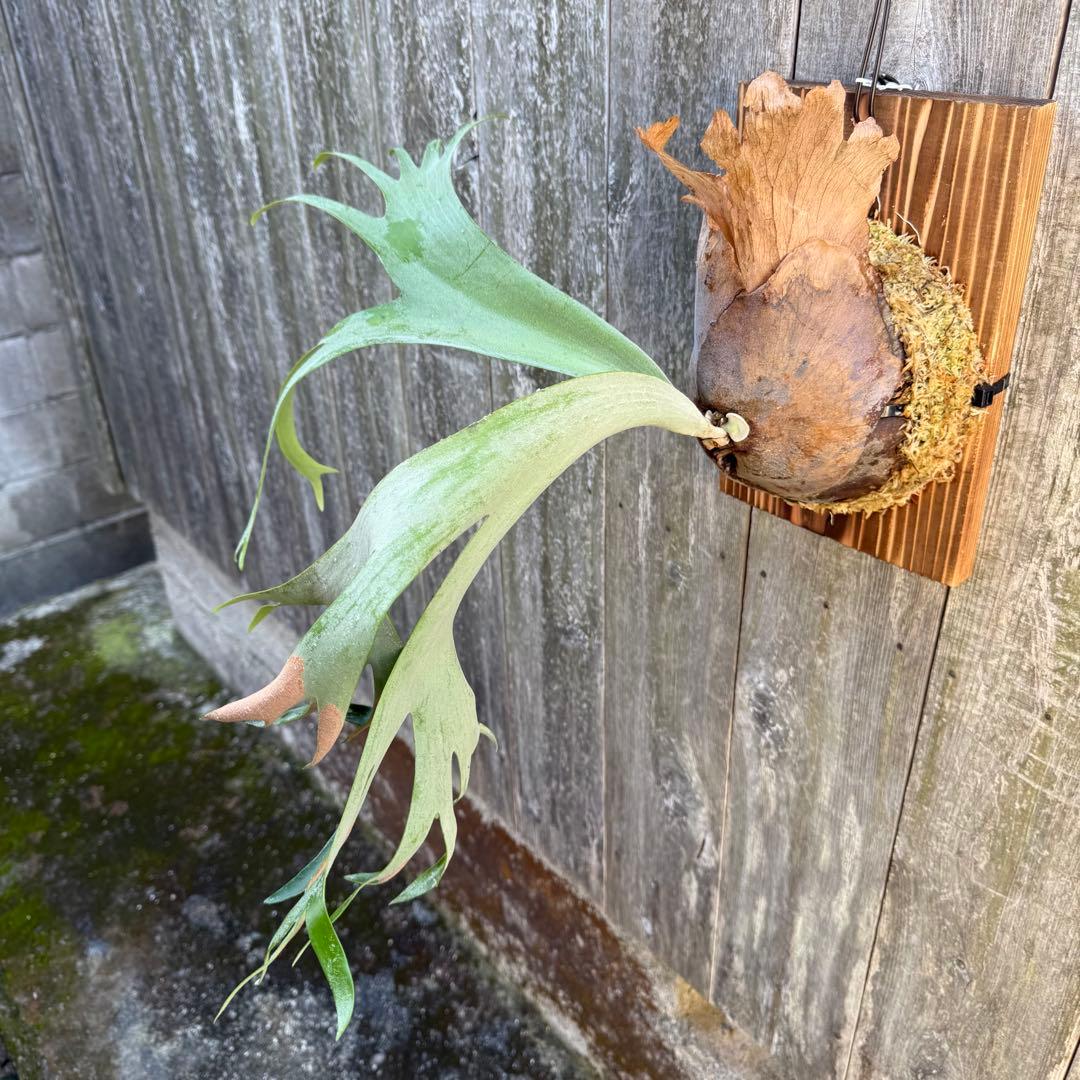 P.willinckii makigumo （巻雲）ビカクシダ