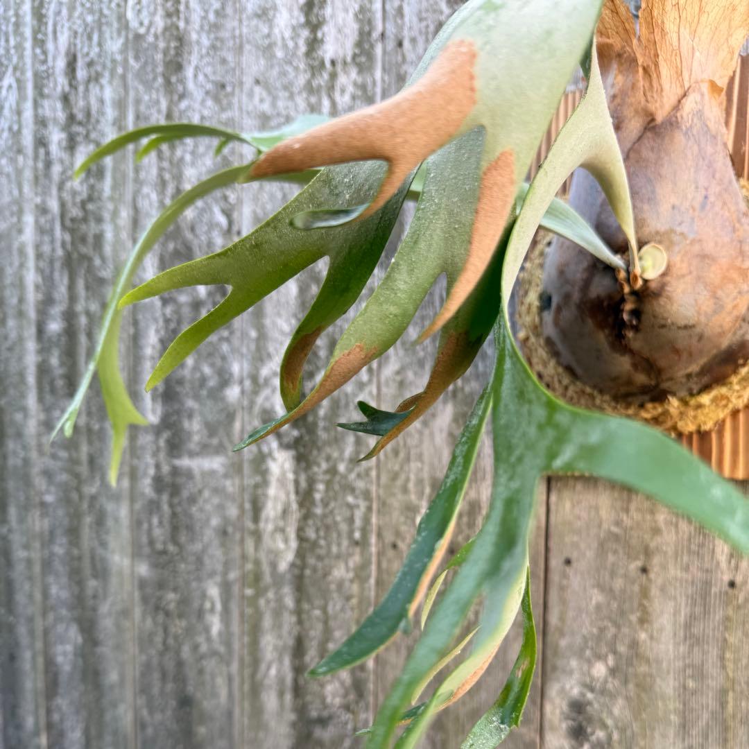 P.willinckii makigumo （巻雲）ビカクシダ