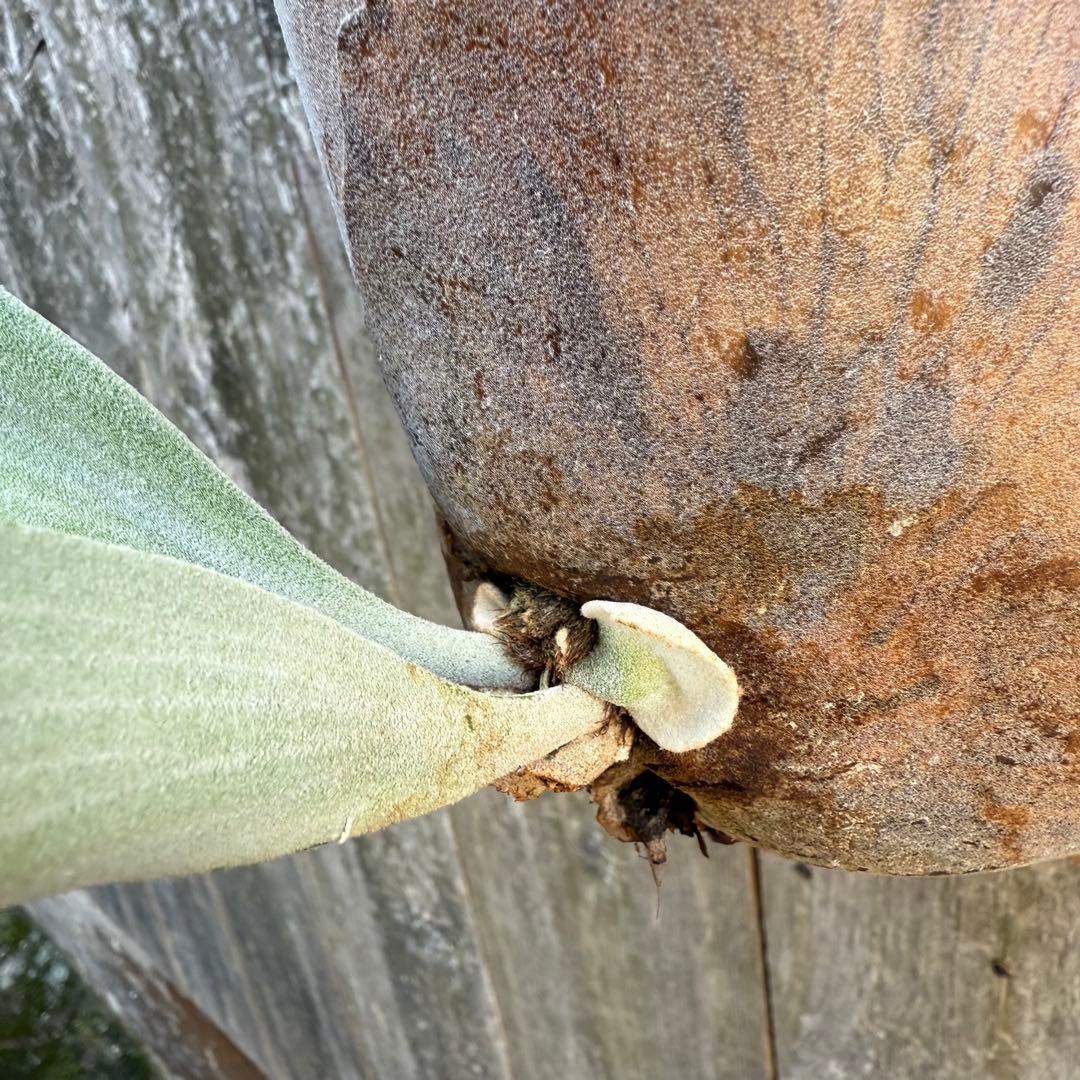 P.willinckii makigumo （巻雲）ビカクシダ