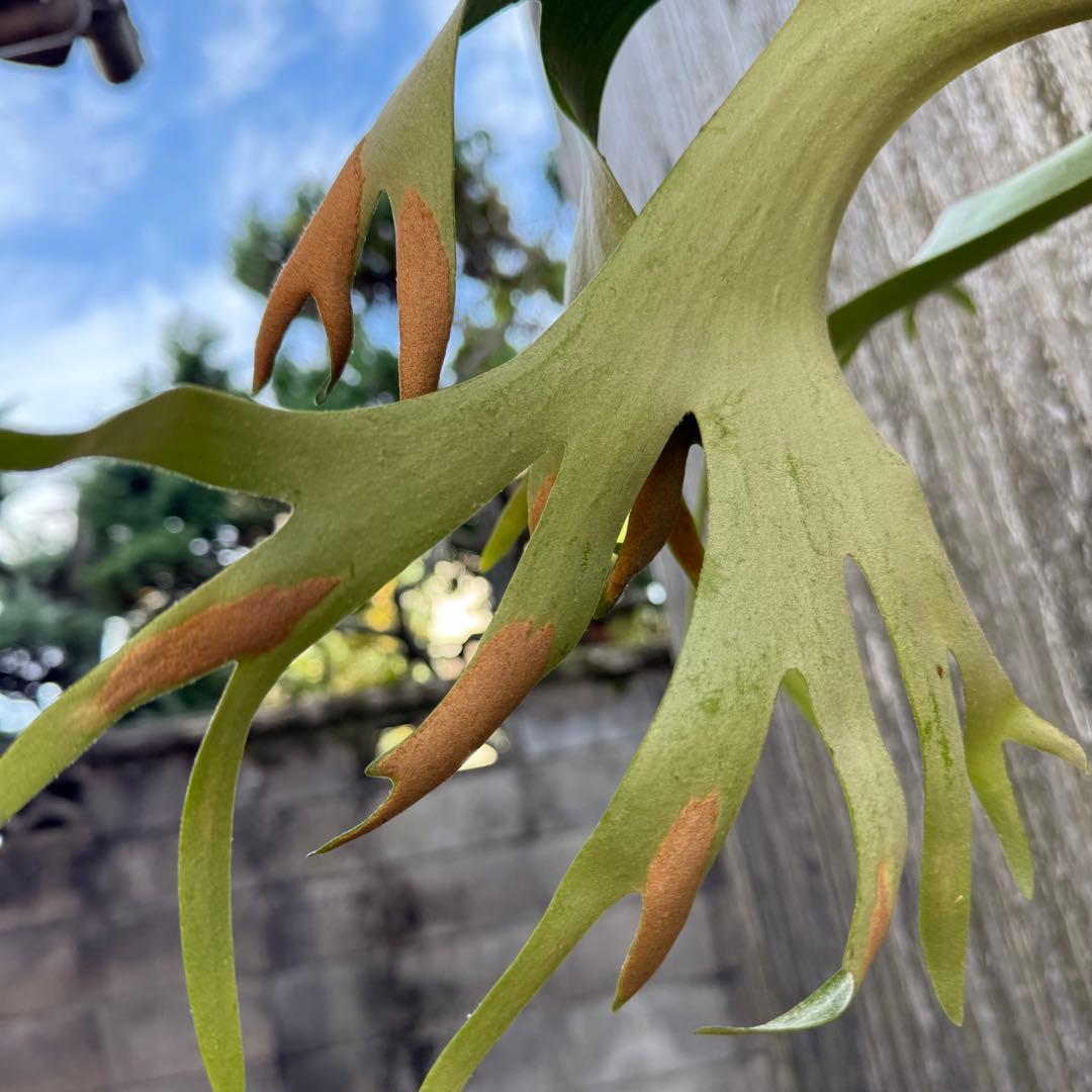 P.willinckii makigumo （巻雲）ビカクシダ