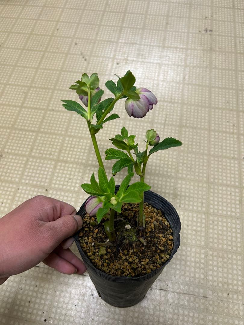 小輪系 ホワイトゴールドピンク交配 加藤農園 クリスマスローズ 同梱