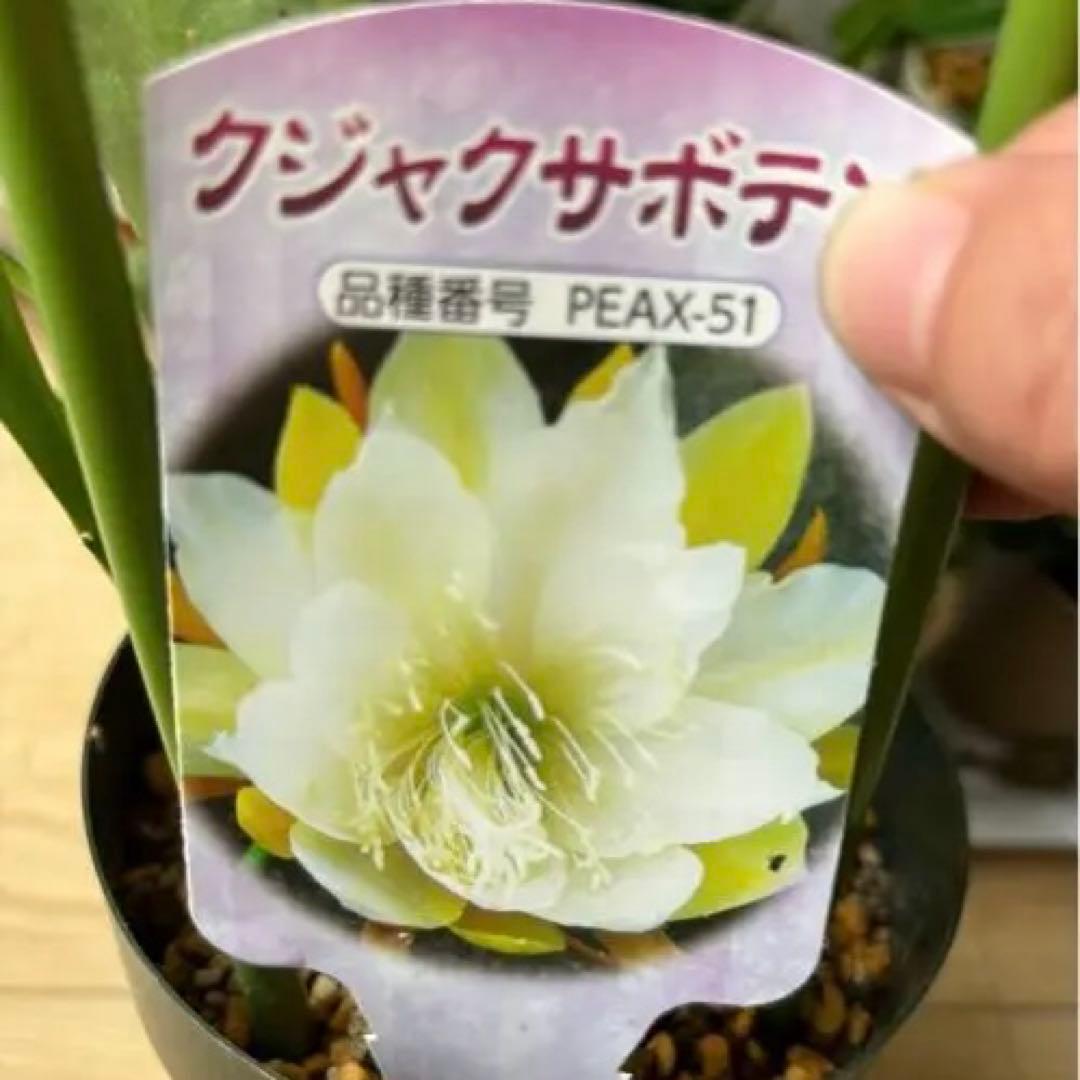 孔雀サボテン　PEAX-51 藤娘　紫勲　ホワイトマジック