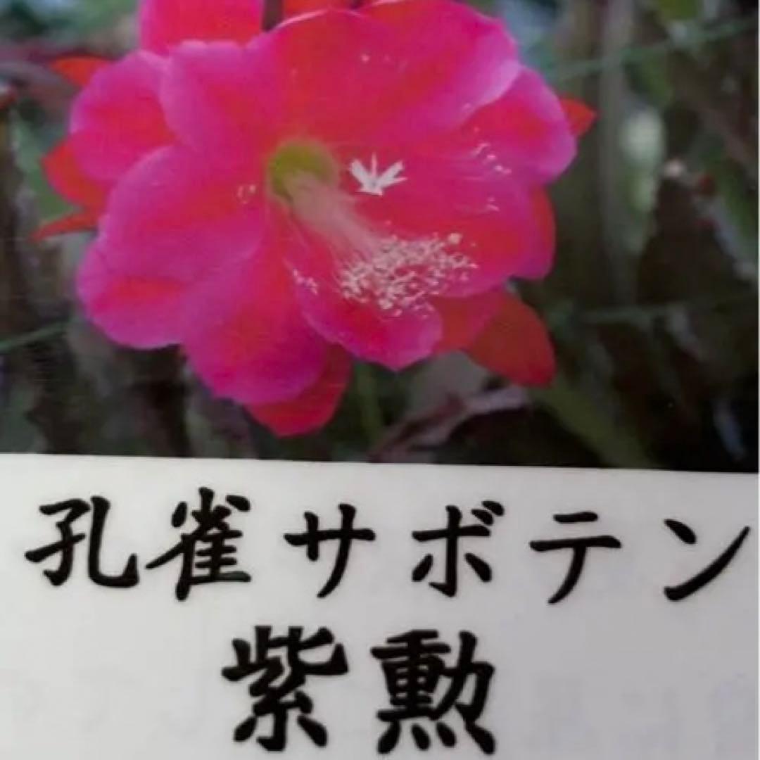 孔雀サボテン　PEAX-51 藤娘　紫勲　ホワイトマジック