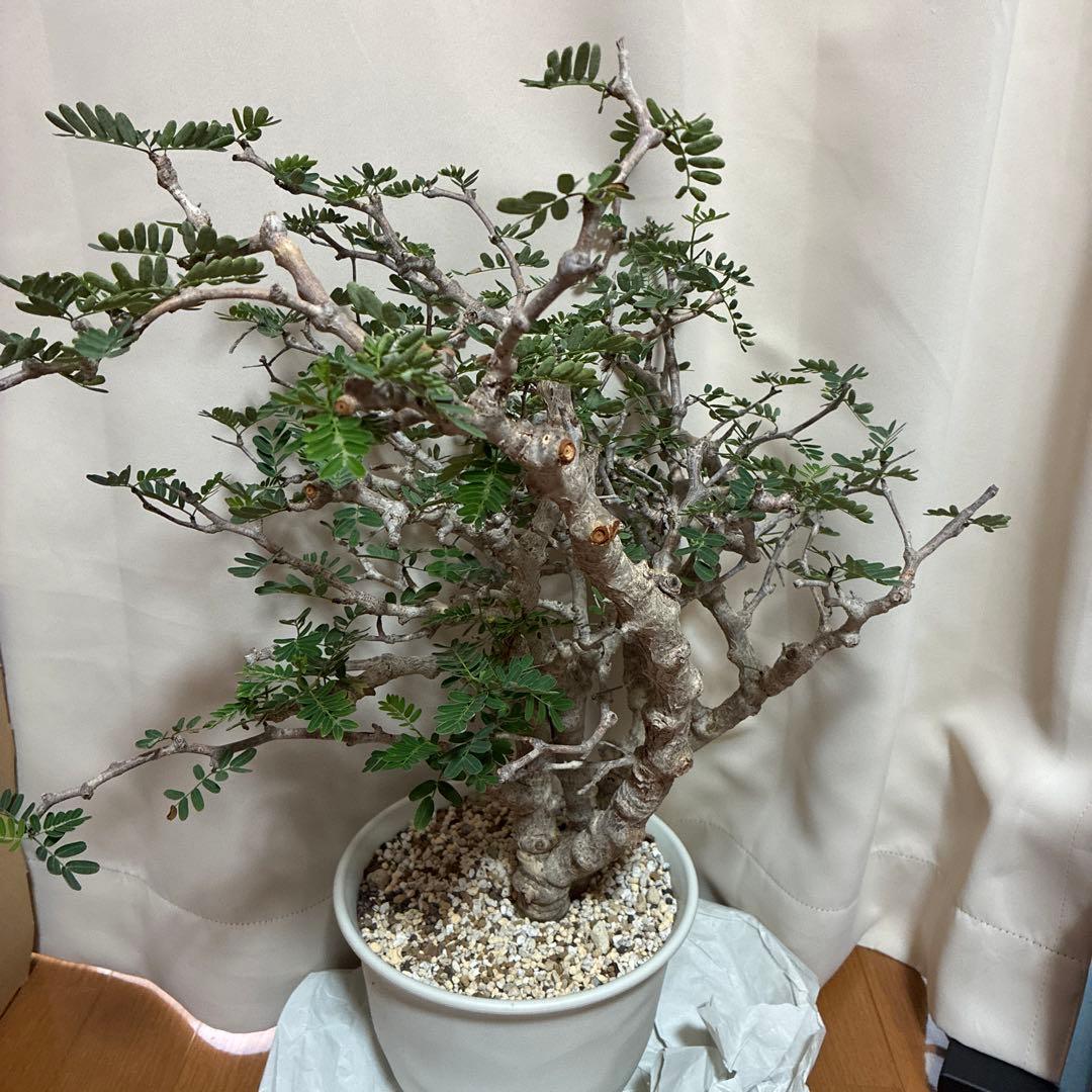 センナメリディオナリス　発根済み