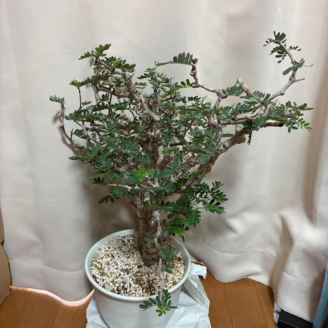 センナメリディオナリス　発根済み