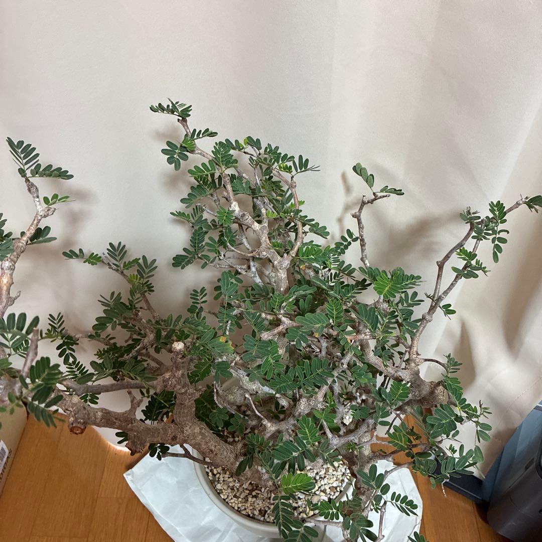 センナメリディオナリス　発根済み