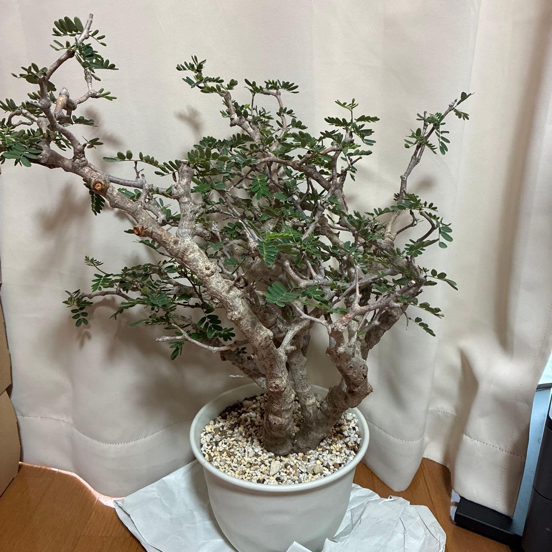 センナメリディオナリス　発根済み