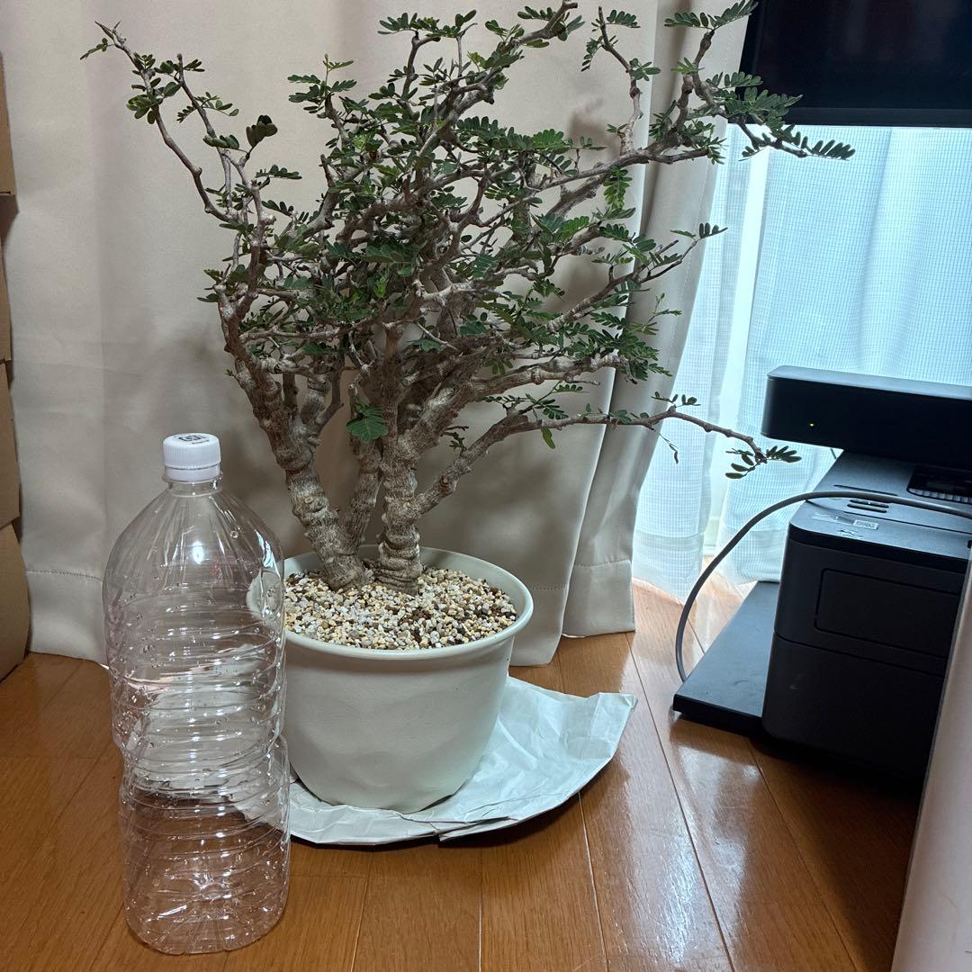 センナメリディオナリス　発根済み