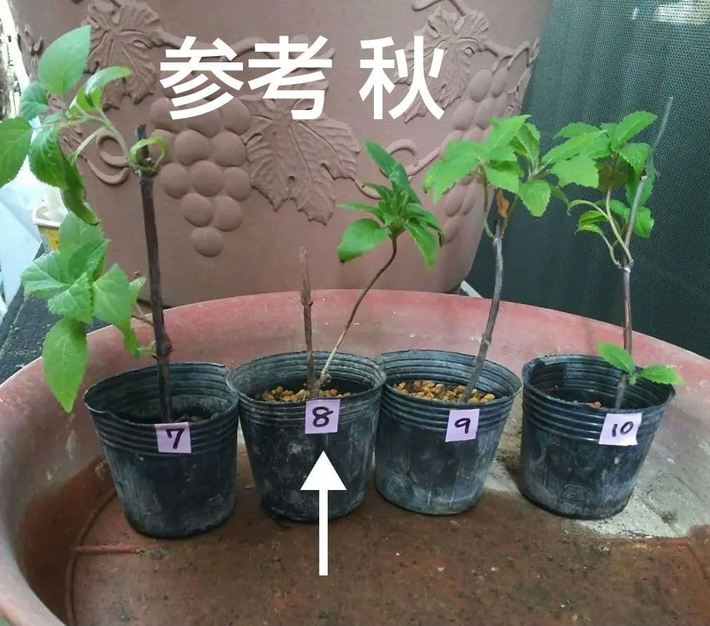 ピンクのアナベル 抜き苗⑧ ピンクピンクッション 紫陽花幼苗