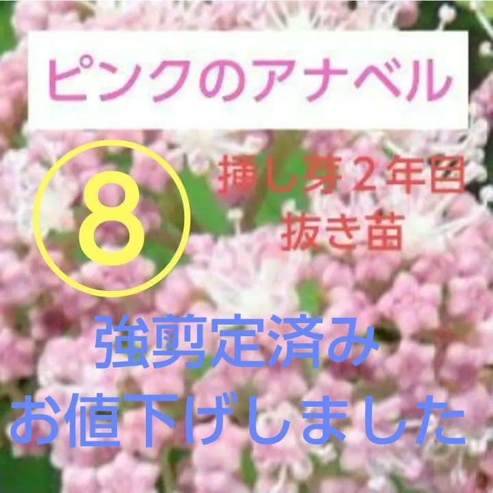 ピンクのアナベル 抜き苗⑧ ピンクピンクッション 紫陽花幼苗