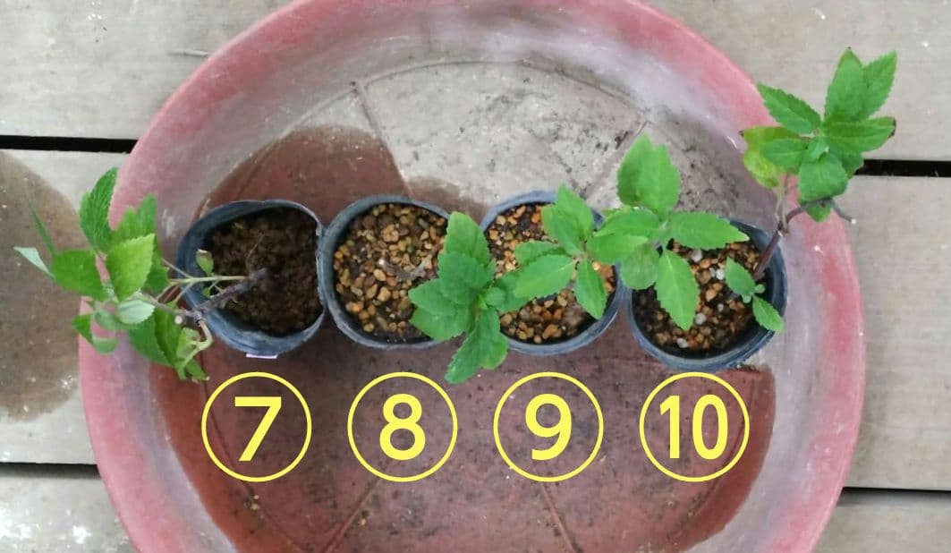 ピンクのアナベル 抜き苗⑧ ピンクピンクッション 紫陽花幼苗