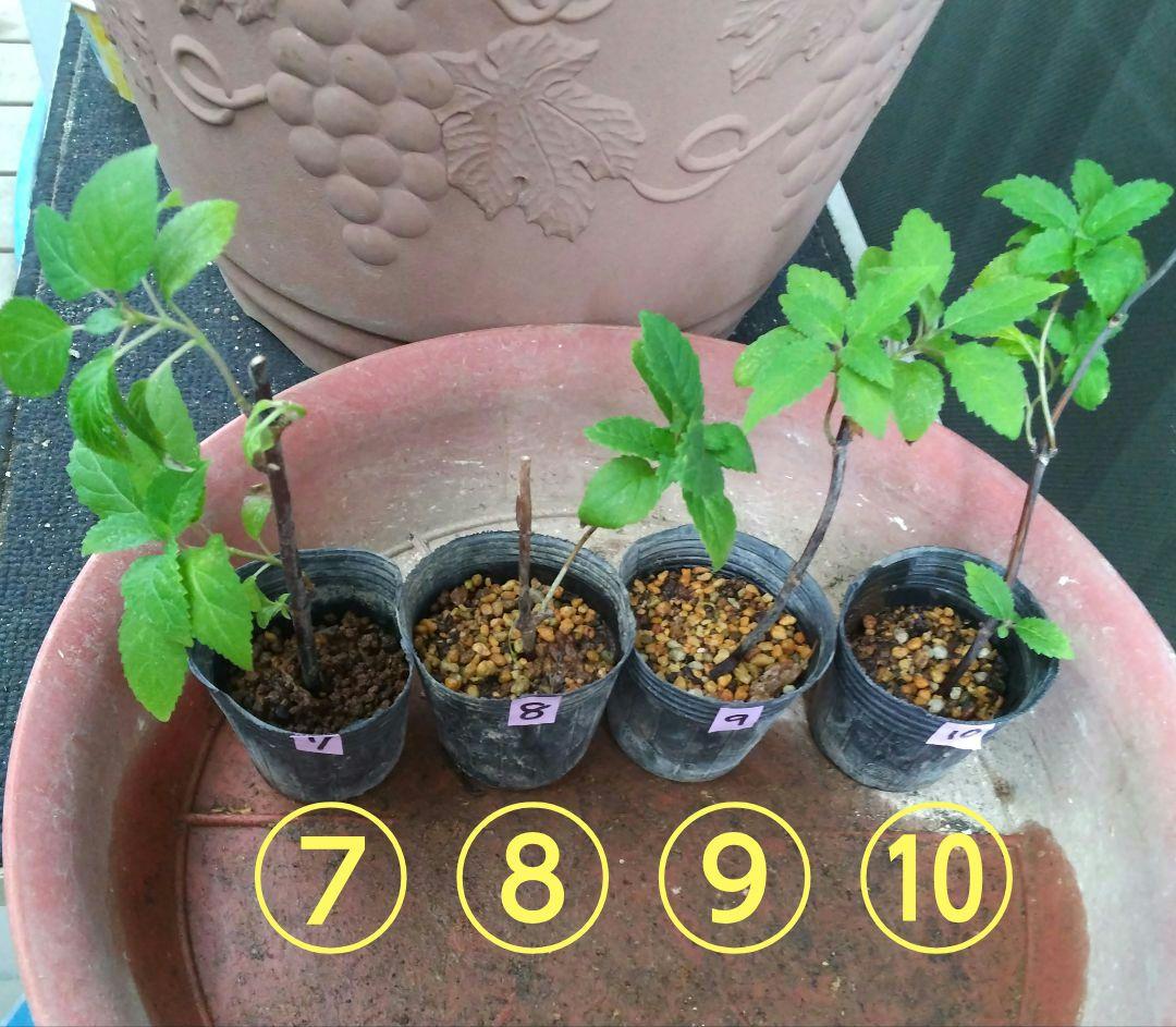 ピンクのアナベル 抜き苗⑧ ピンクピンクッション 紫陽花幼苗