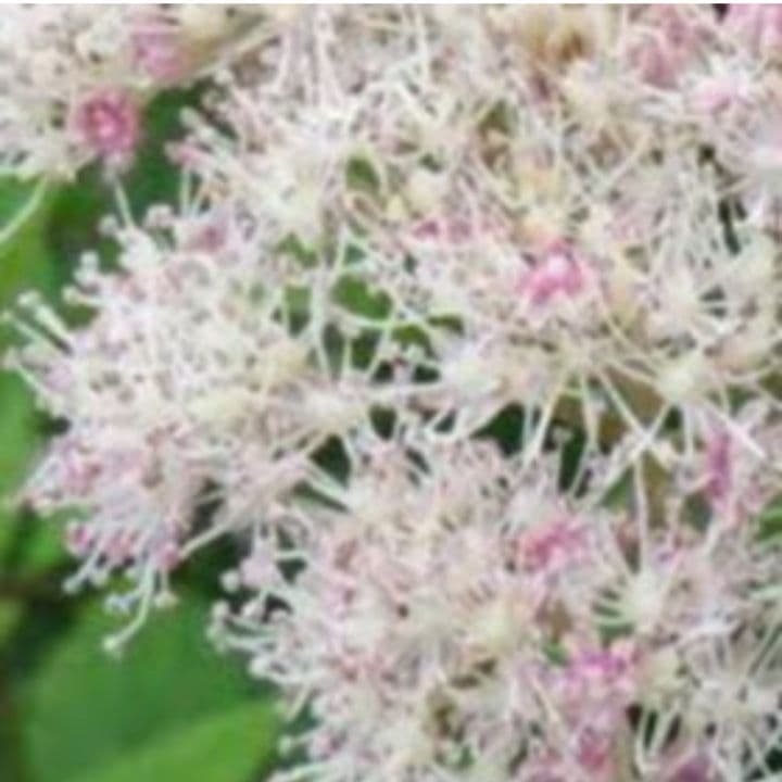 ピンクのアナベル 抜き苗⑧ ピンクピンクッション 紫陽花幼苗