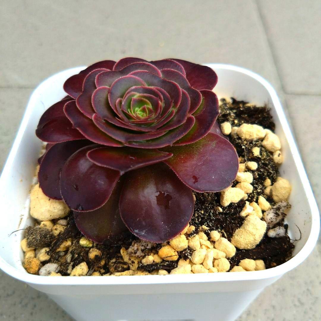 多肉植物 アエオニウム 魅金ローズ カット苗 - メルカリ