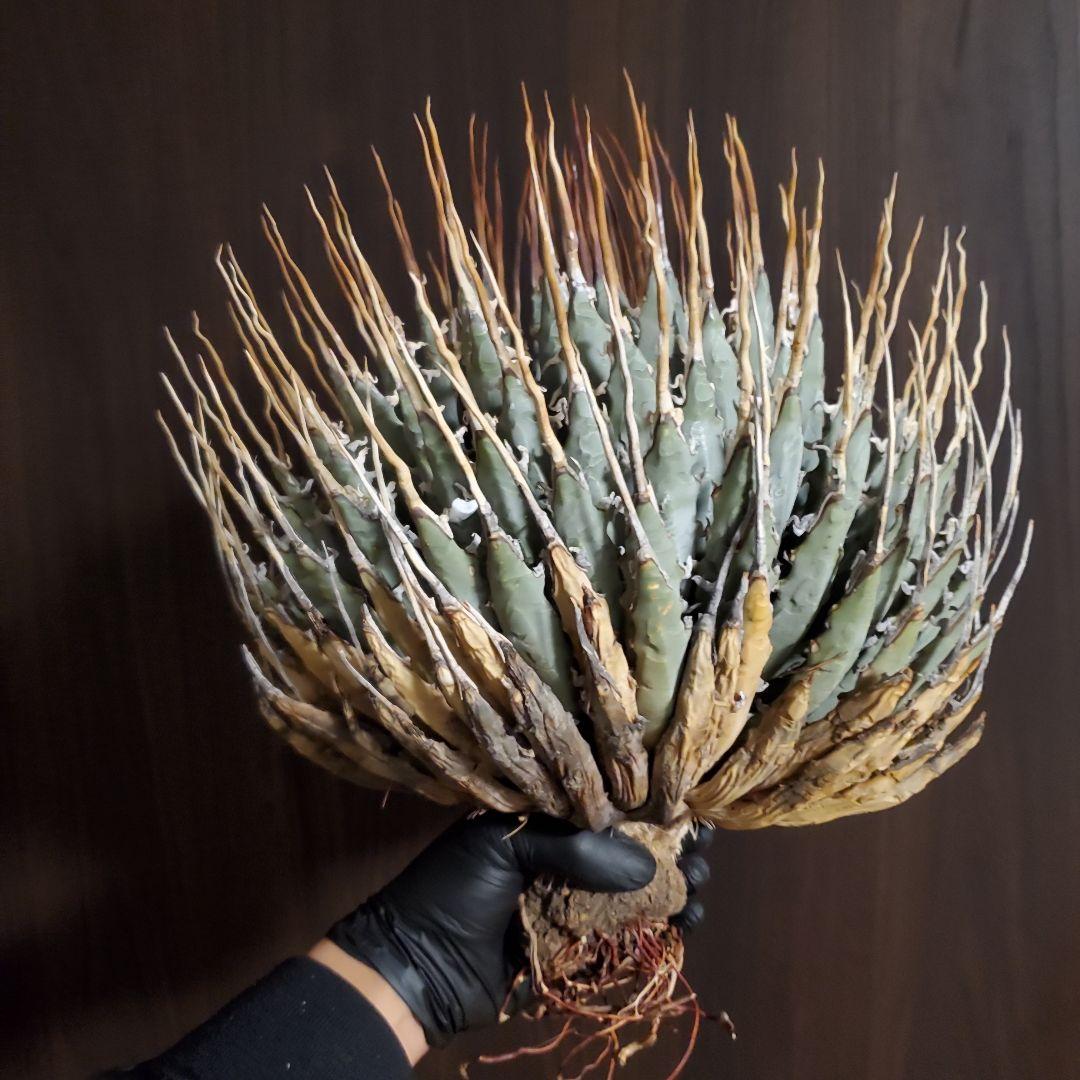 28 アガベ　ユタエンシス エボリスピナ long棘　強棘　特大株　3.0kg
