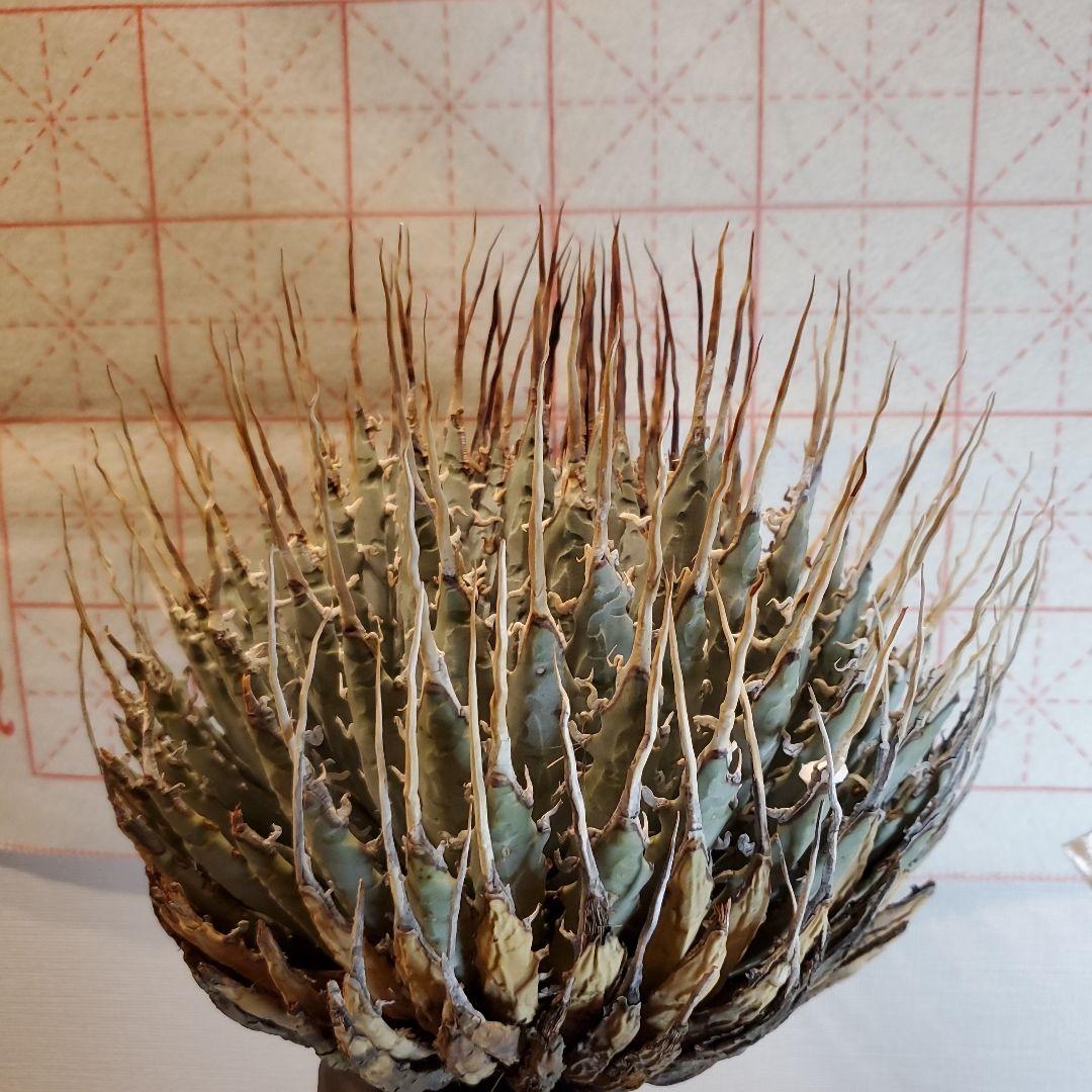 28 アガベ　ユタエンシス エボリスピナ long棘　強棘　特大株　3.0kg