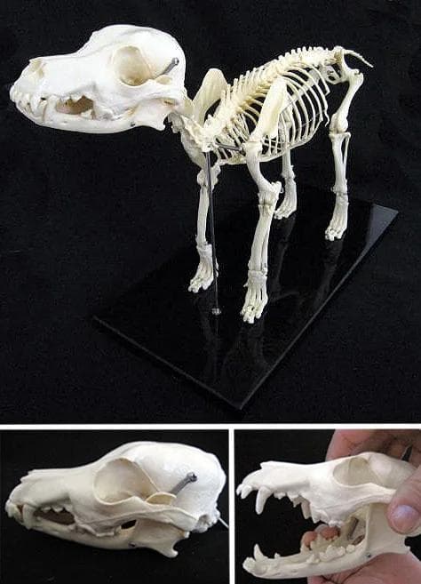 イヌの全身骨格模型　☆レプリカ☆