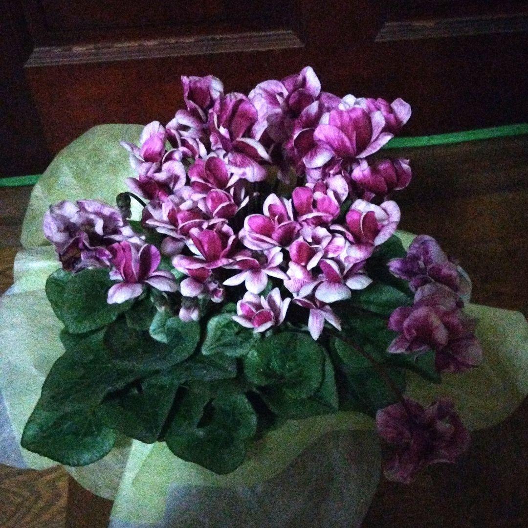 シクラメン　ピコティ