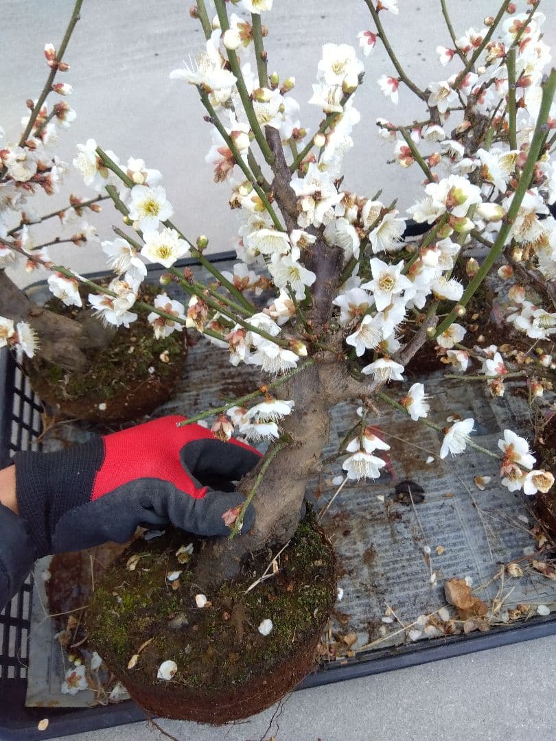 梅　盆栽　5株　破格セール❗ ら