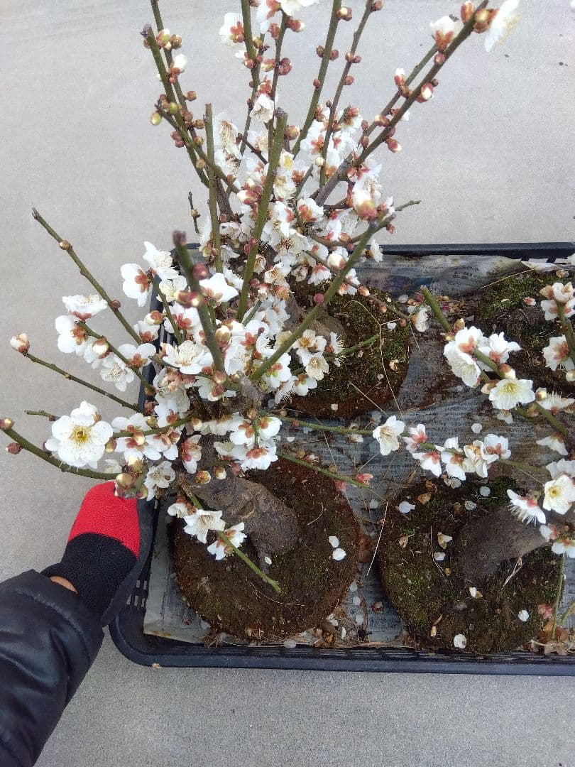 梅　盆栽　5株　破格セール❗ ら