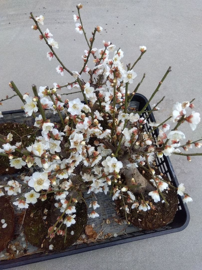 梅　盆栽　5株　破格セール❗ ら