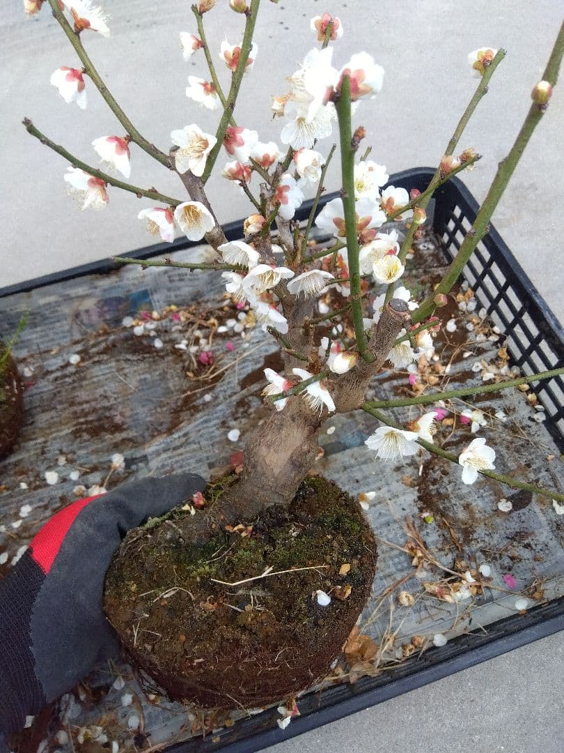 梅　盆栽　5株　破格セール❗ ら