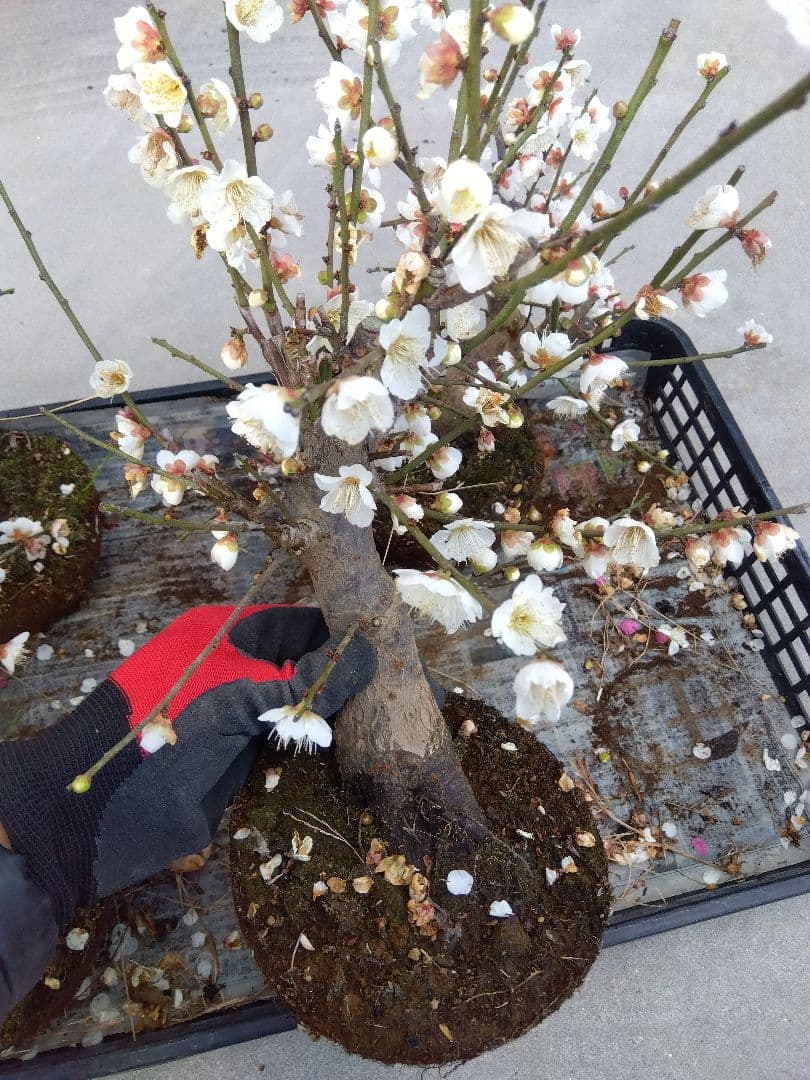 梅　盆栽　5株　破格セール❗ ら