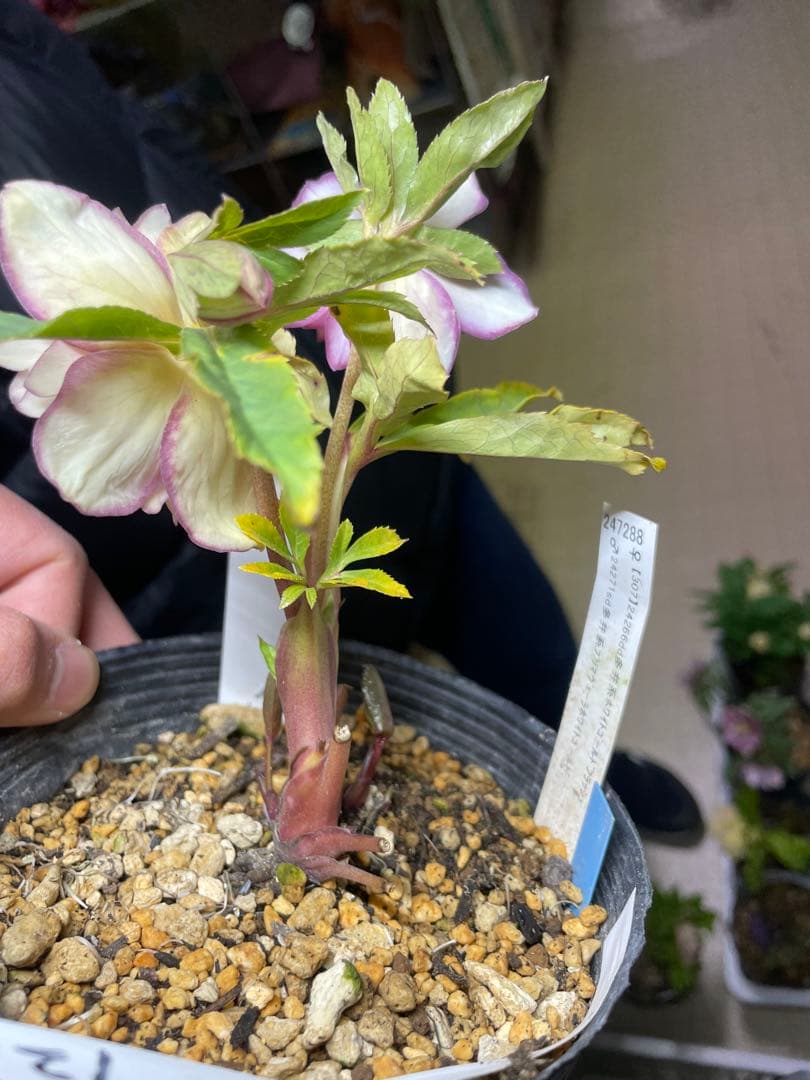 加藤農園 プリマヴェーラピンクゴールド クリスマスローズ