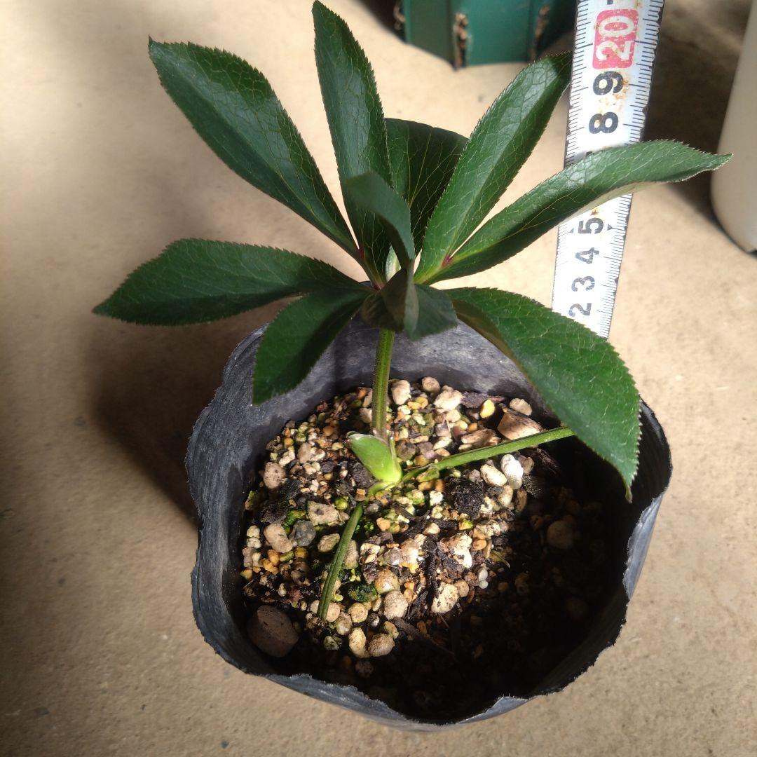 クリスマスローズ 原種交配苗‐③ 育成用 - メルカリ