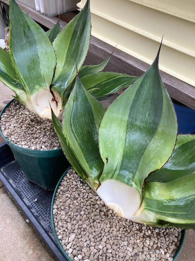 アガベ　オバティフォリア　キラー　【2/8撮影】☆未発根☆