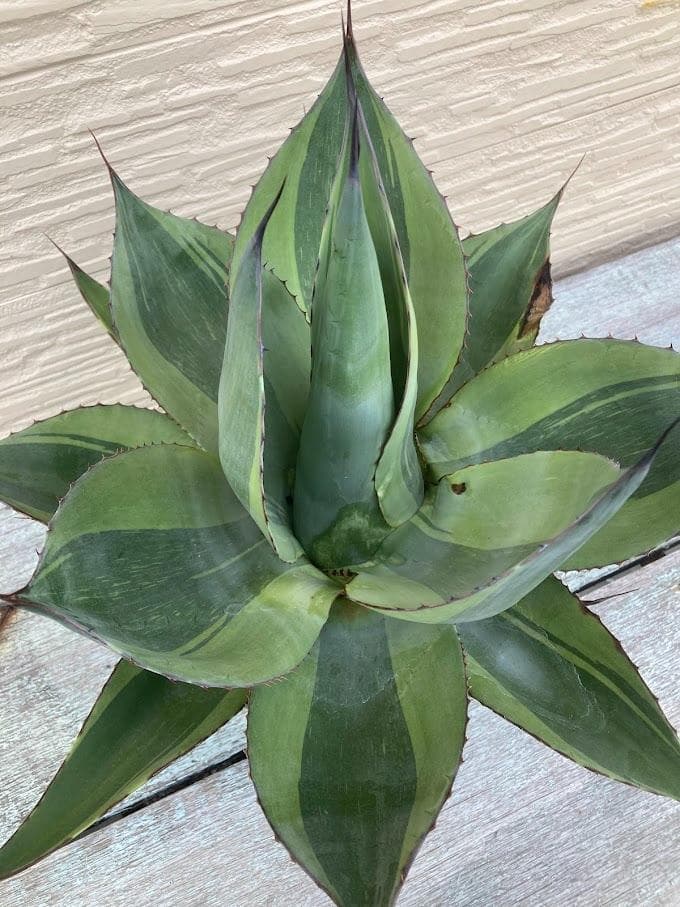 アガベ　オバティフォリア　キラー　【2/8撮影】☆未発根☆