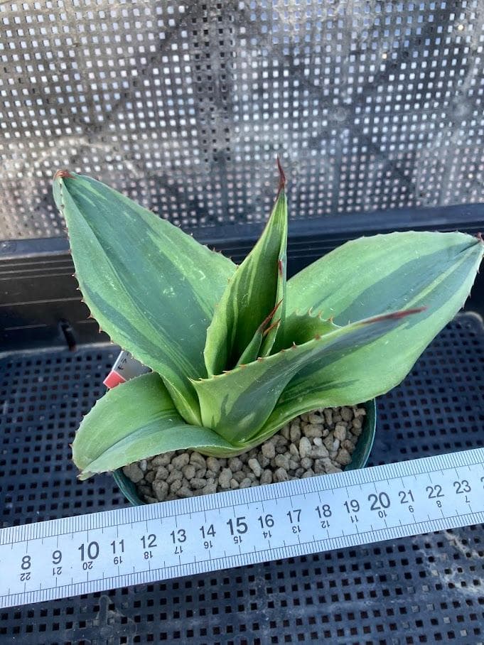 アガベ　オバティフォリア　キラー　【2/8撮影】☆未発根☆