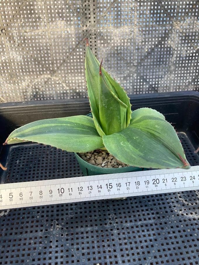 アガベ　オバティフォリア　キラー　【2/8撮影】☆未発根☆